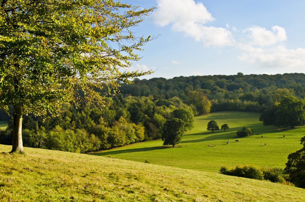 Hatfield Forest